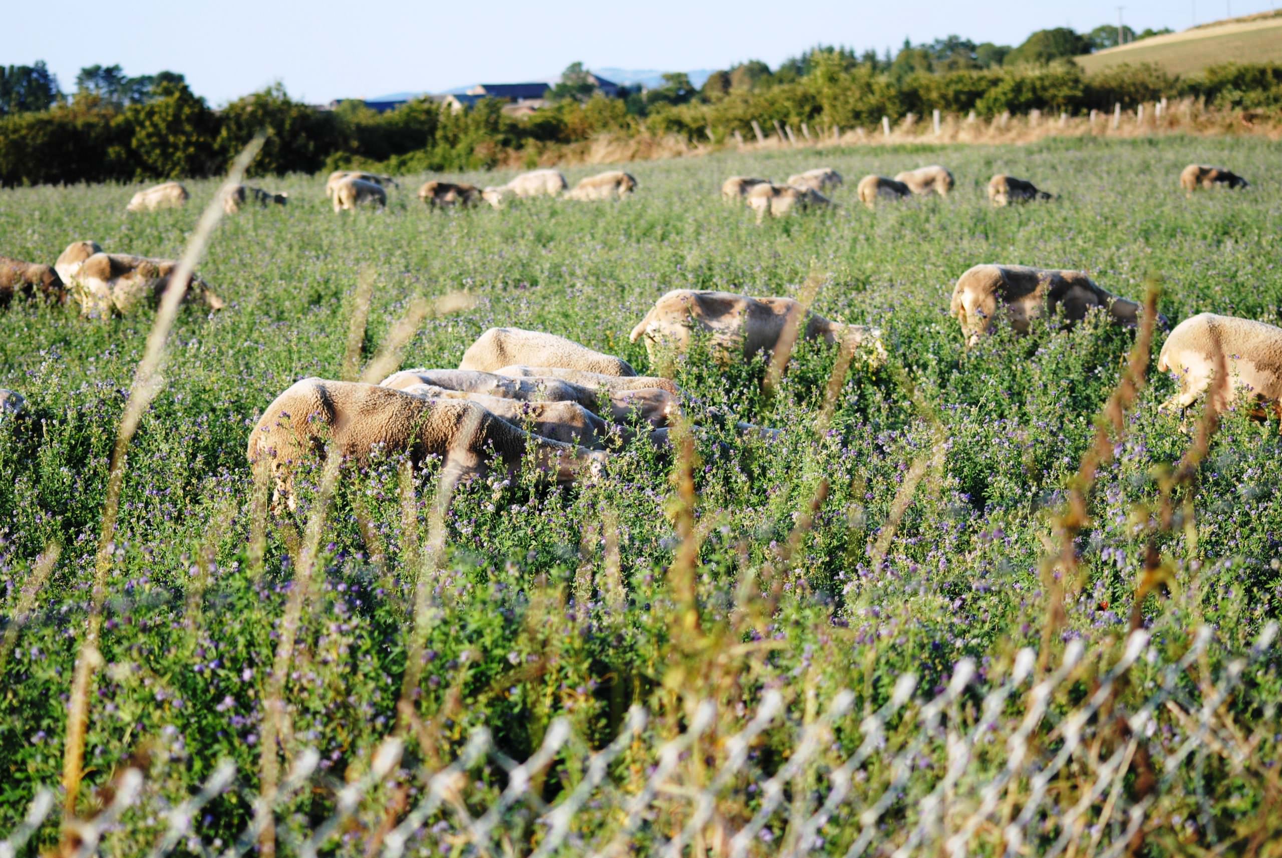 Troupeau de brebis dans les champs de Brasc